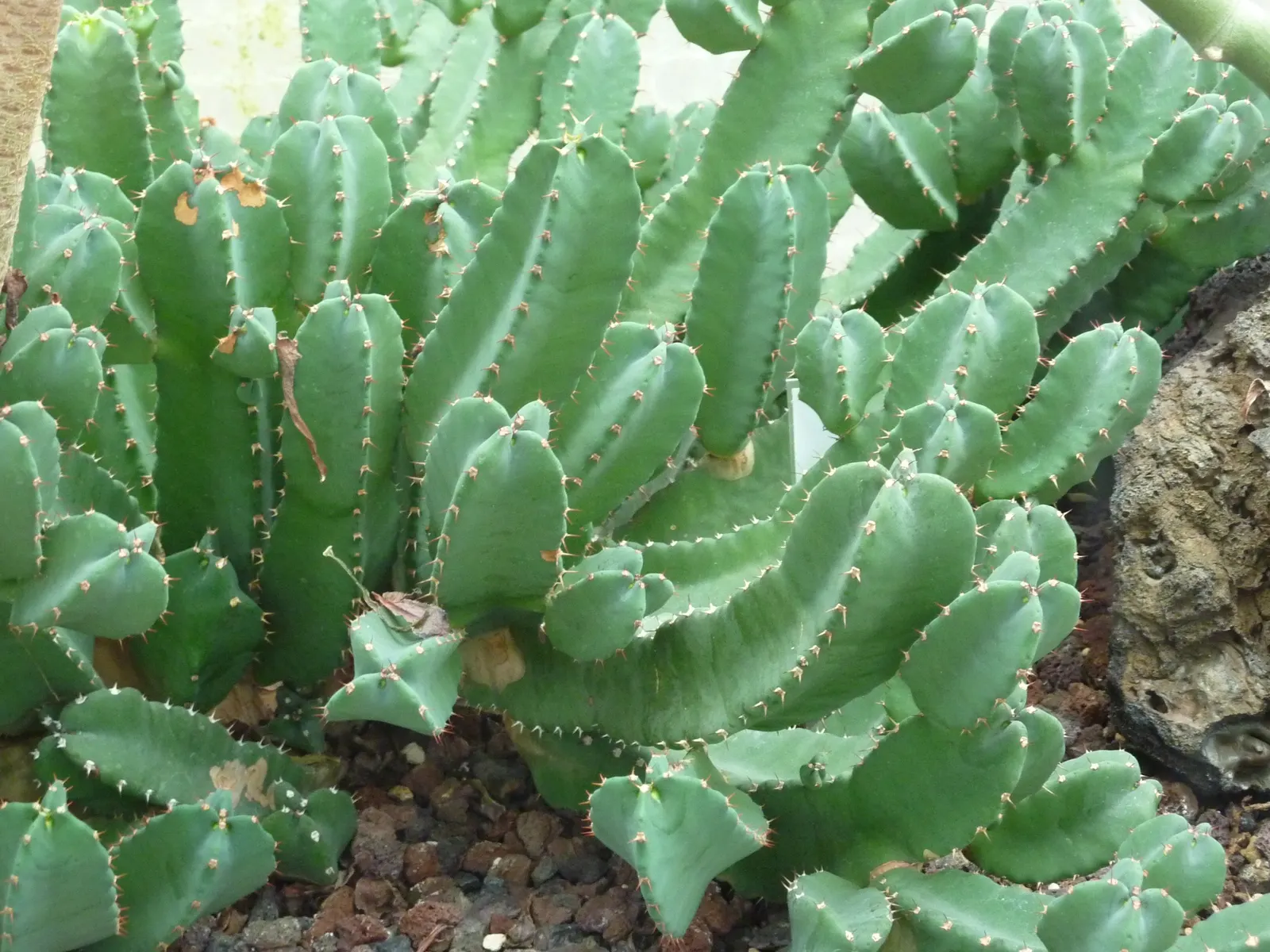 Moroccan Mound (Euphorbia Resinifera) — they can be utilized to form a natural border or edge; caution should be exercised when handling or placing in areas