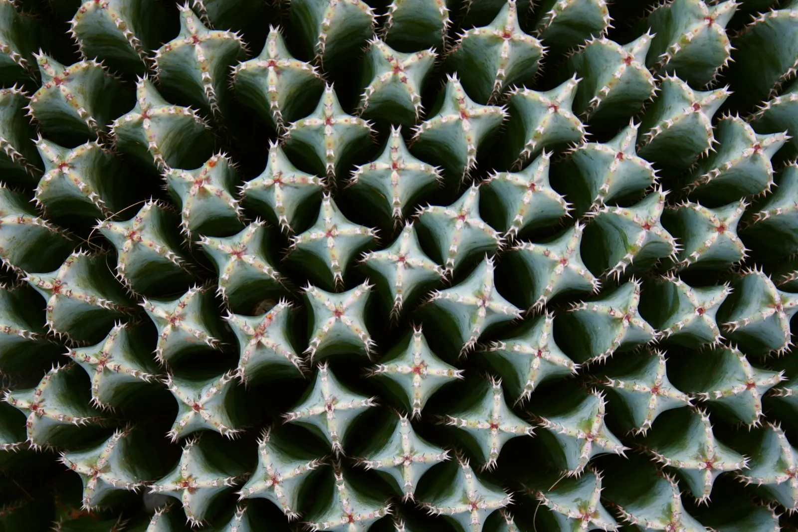 Moroccan Mound (Euphorbia Resinifera) — yet the main appeal lies in its year-round structural form