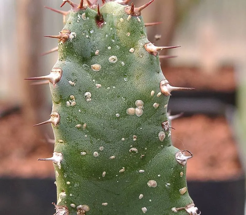 Moroccan Mound (Euphorbia Resinifera) — Ideal for rock gardens or as a striking architectural accent in arid landscapes; typically reaching heights, image 51