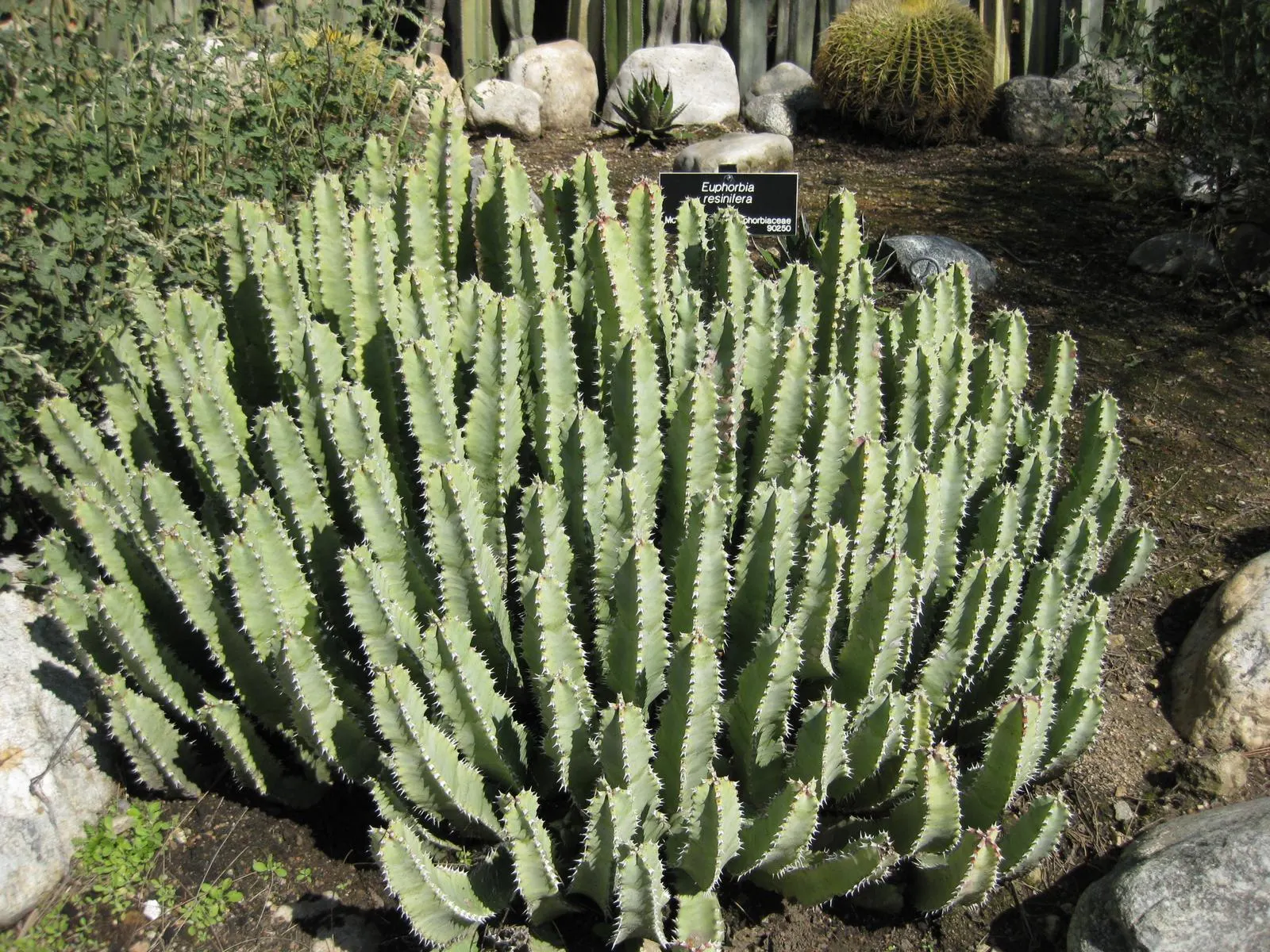 Moroccan Mound (Euphorbia Resinifera) — commonly referred to as Moroccan Mound