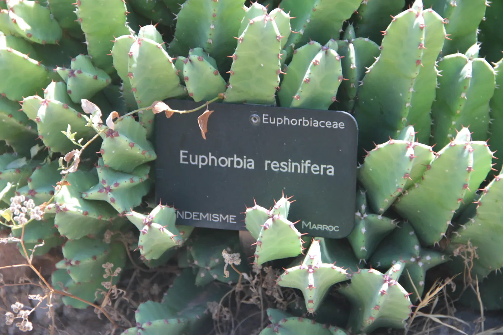 Moroccan Mound (Euphorbia Resinifera) — commonly referred to as Moroccan Mound; especially where pets and children may come into contact with, image 52