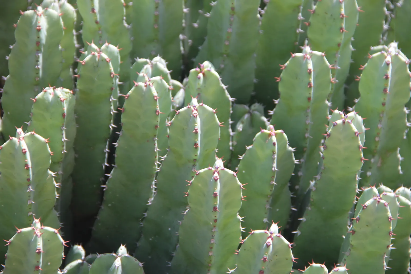 Moroccan Mound (Euphorbia Resinifera) — Its four-sided, spine-adorned stems form dense, segmented mounds