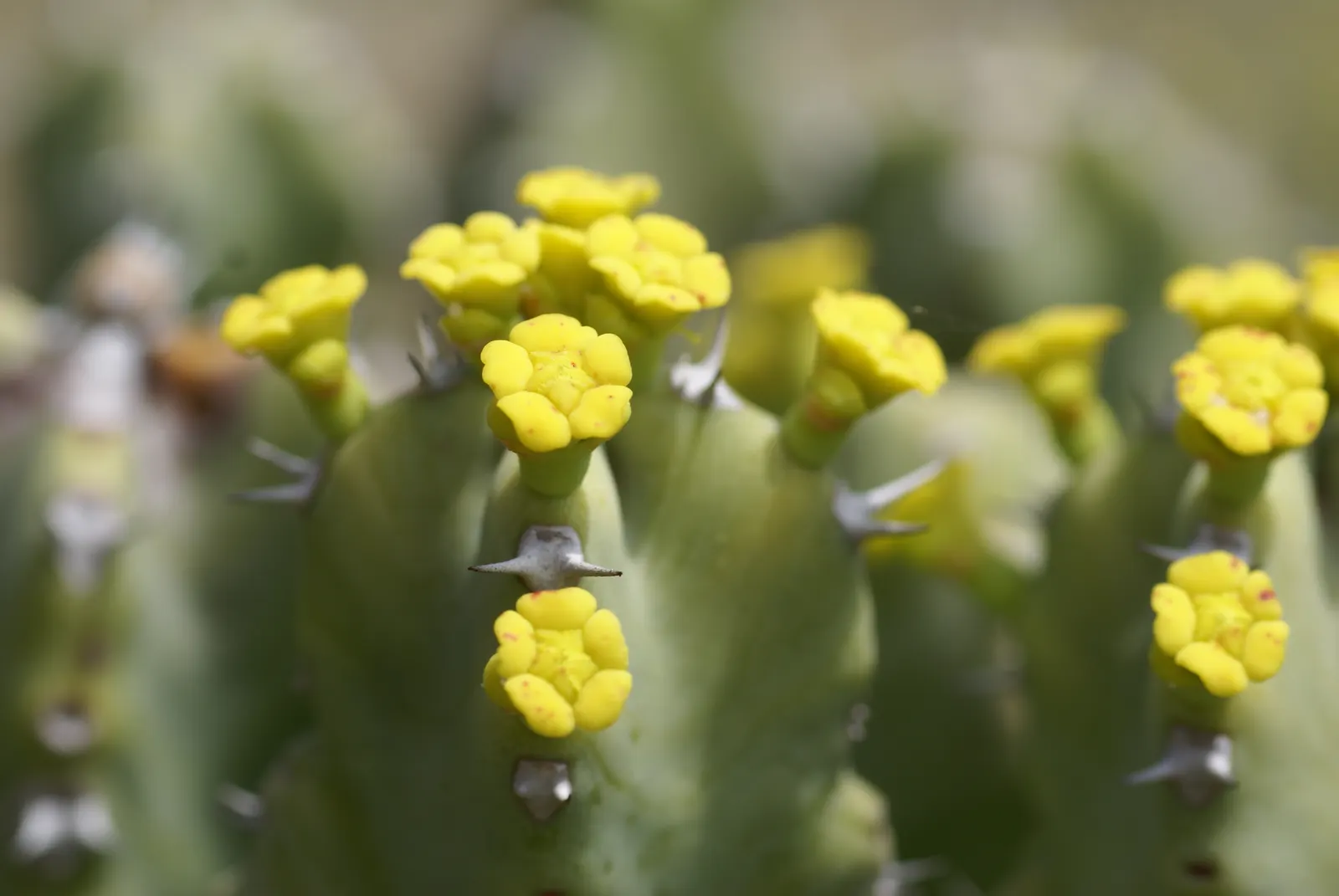 Moroccan Mound (Euphorbia Resinifera) — Moroccan Mounds can be used to create a dramatic effect; succulent shrub reaching up to 24 inches tall and wide
