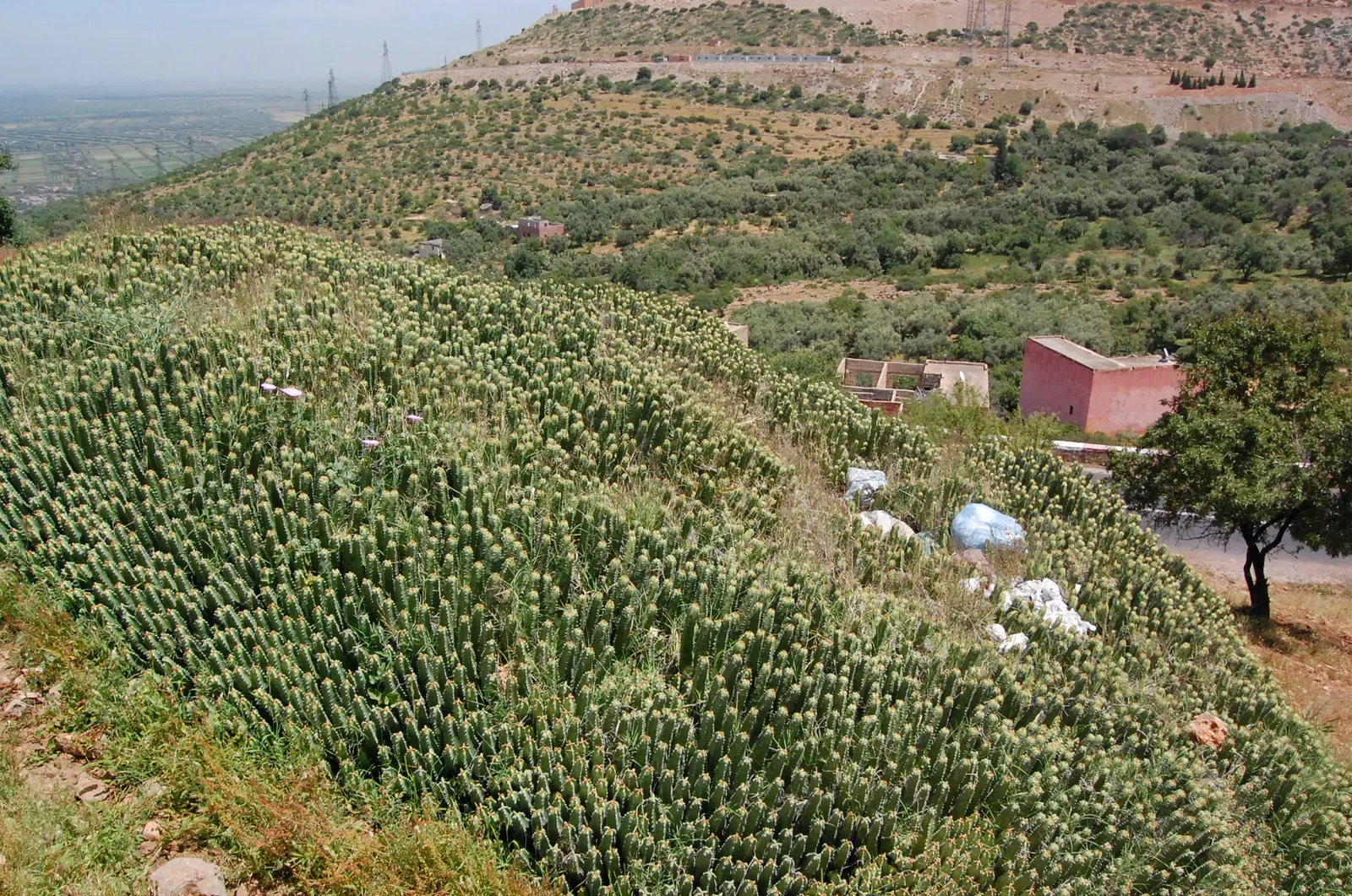 Moroccan Mound (Euphorbia Resinifera) — This drought-tolerant plant prospers in full sun and well-drained soil, bearing small yellow cyathia in spring; they