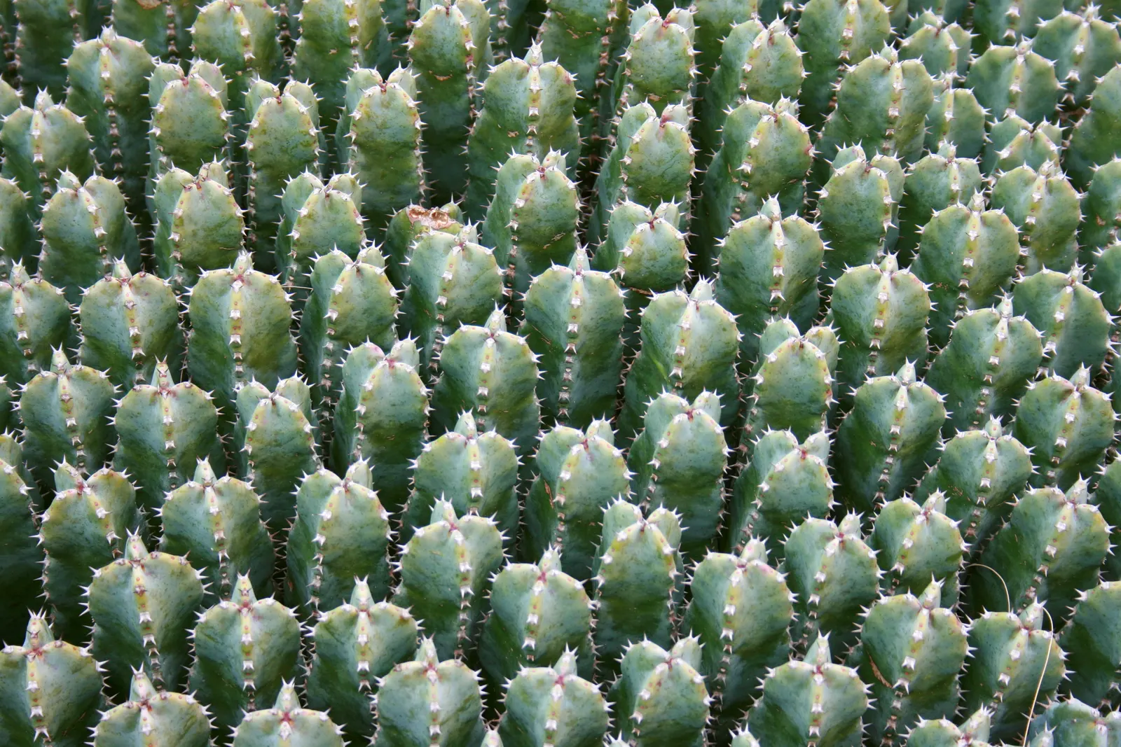 Moroccan Mound (Euphorbia Resinifera) — perennial plant forms a natural mound; evergreen succulent that originates from the slopes of the Atlas Mountains in