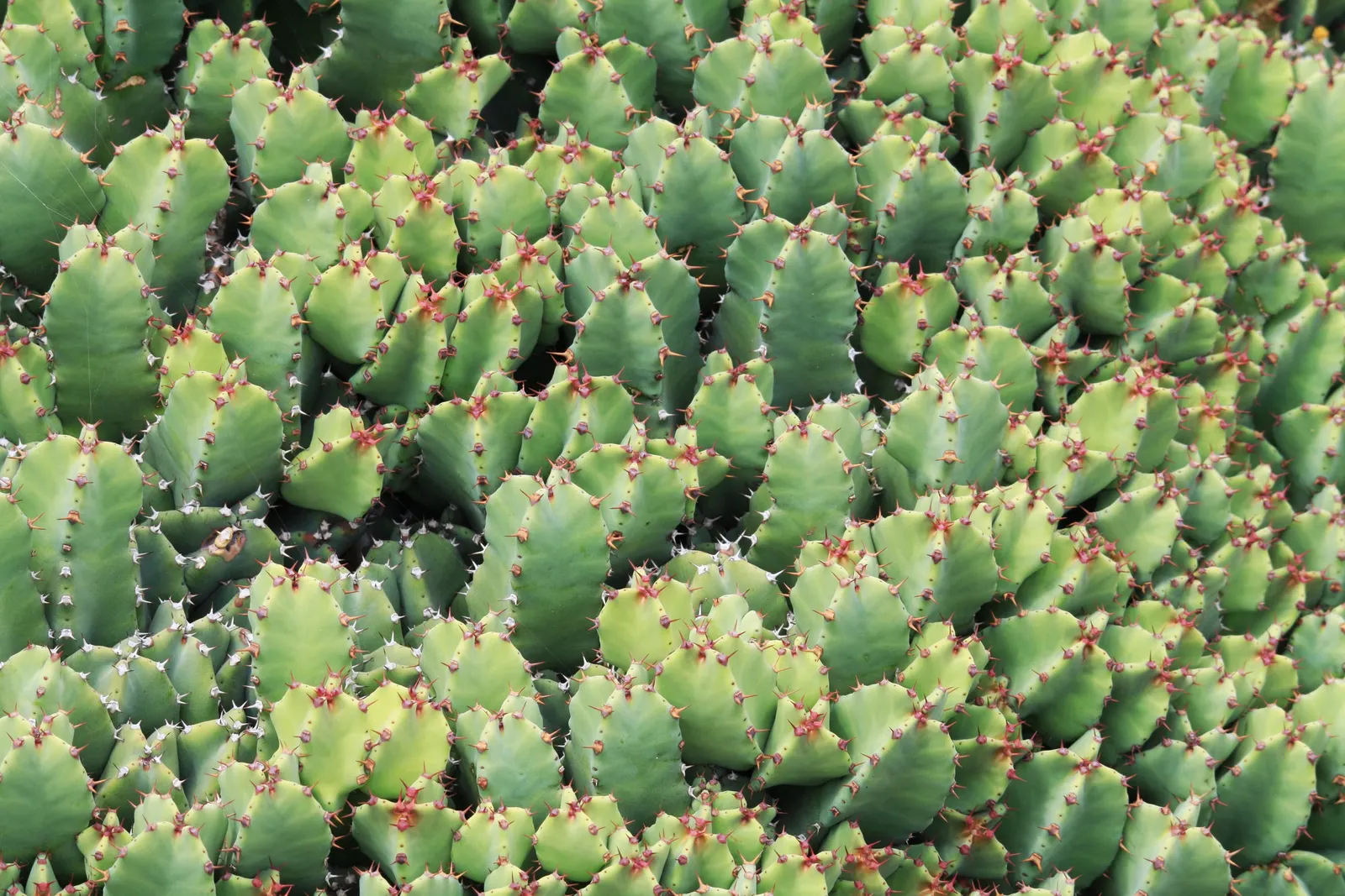 Moroccan Mound (Euphorbia Resinifera) — Handle with care, as its milky sap can irritate skin; its four-sided, spine-adorned stems form dense, segmented mounds