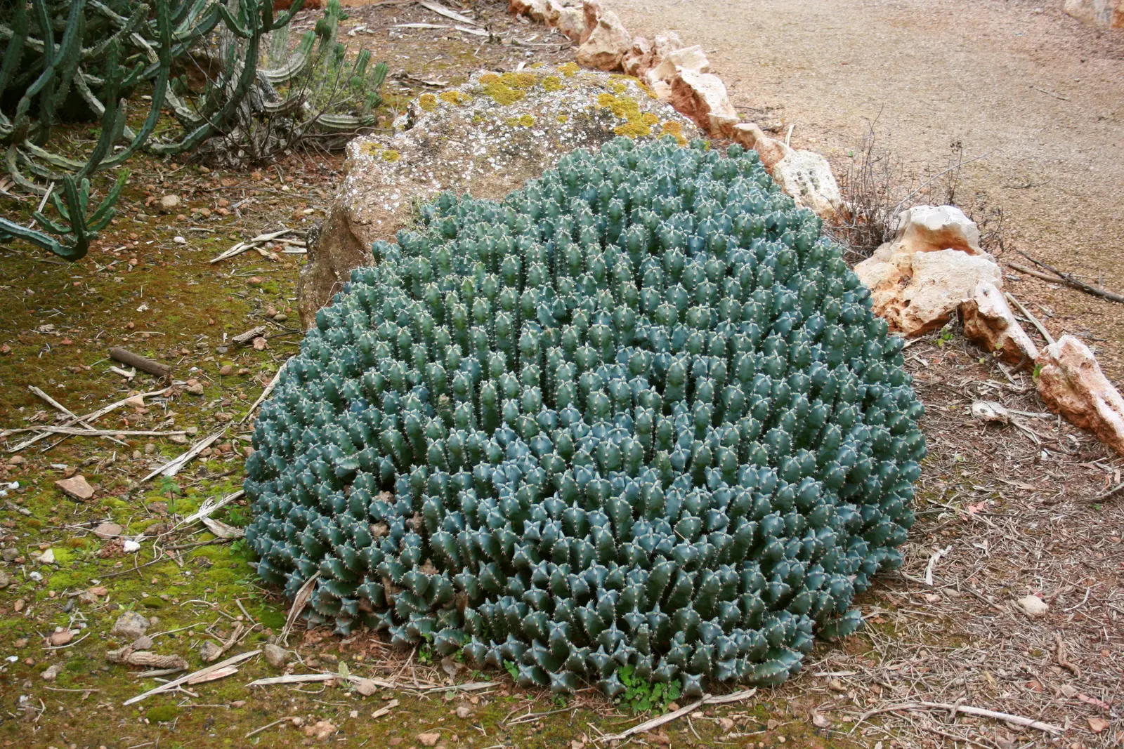 Moroccan Mound (Euphorbia Resinifera) — introducing a touch of exotic
