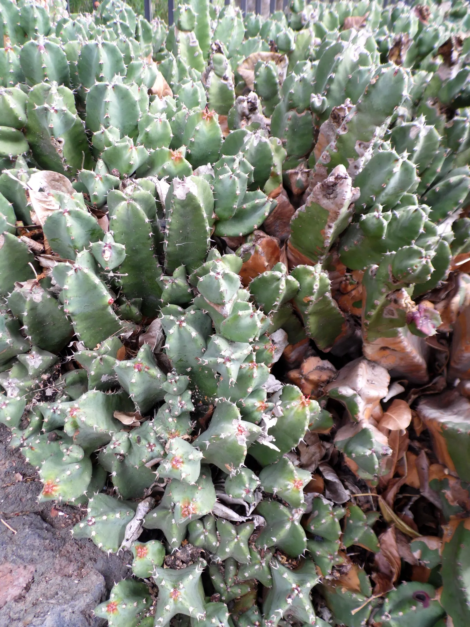 Moroccan Mound (Euphorbia Resinifera) — yet the main appeal lies in its year-round structural form; this drought-tolerant plant prospers in full sun and