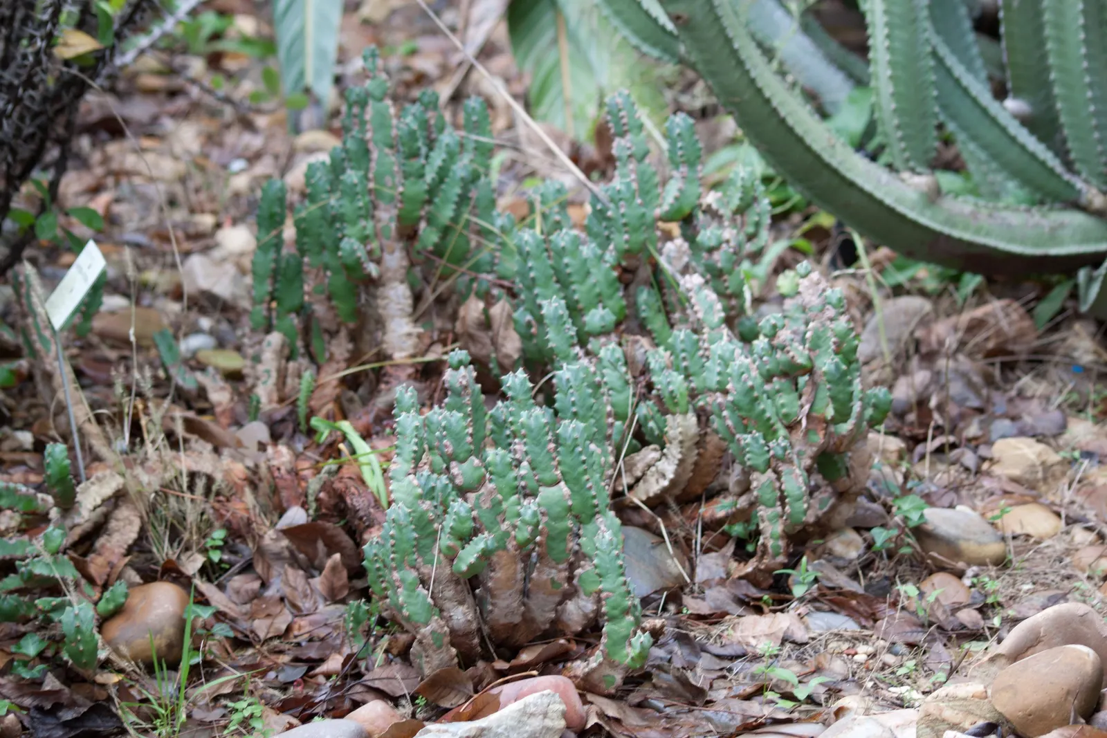 Moroccan Mound (Euphorbia Resinifera) — Handle with care, as its milky sap can irritate skin; its four-sided, spine-adorned stems form dense, image 50