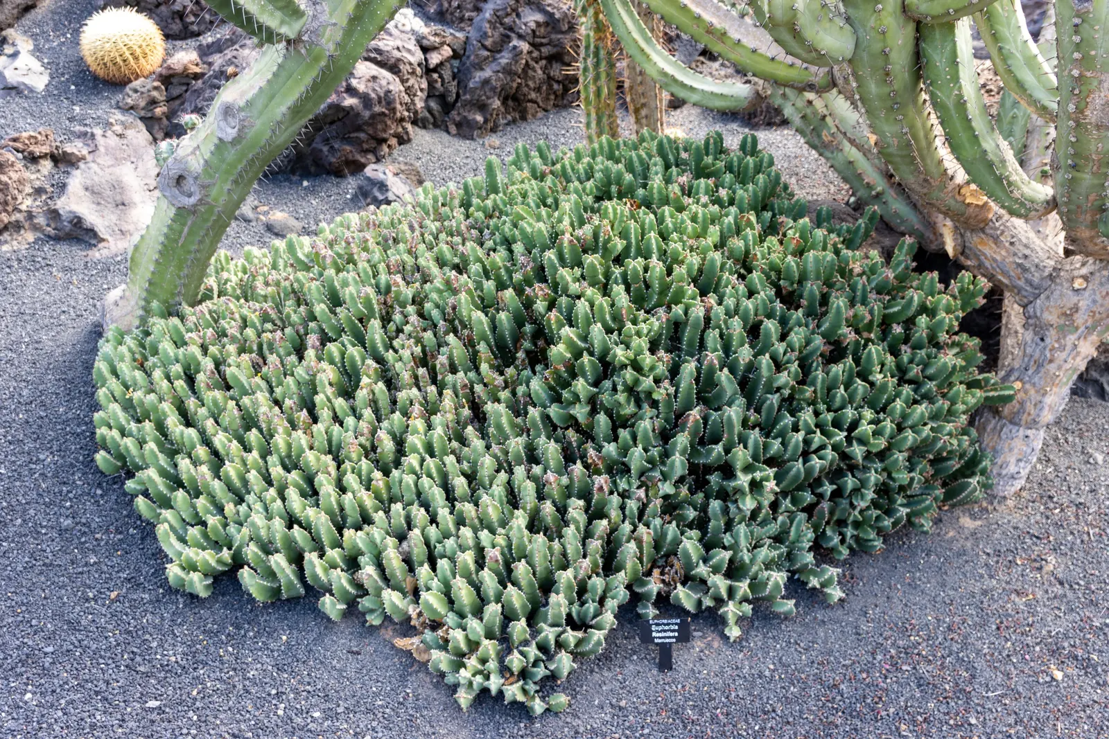 Moroccan Mound (Euphorbia Resinifera) — commonly referred to as Moroccan Mound; especially where pets and children may come into contact with it.<br><br>In
