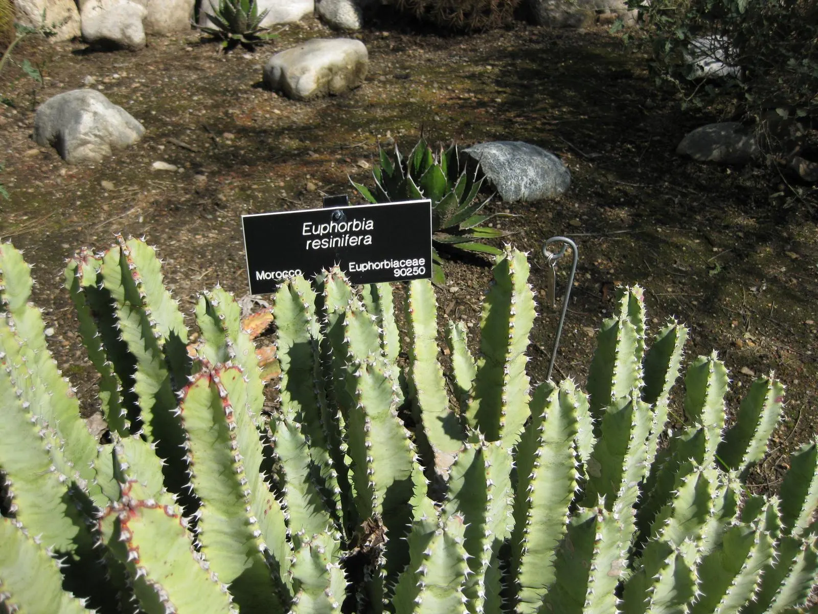 Moroccan Mound (Euphorbia Resinifera) — preferring full sun exposure and well-draining soil.<br><br>Throughout late spring or early summer