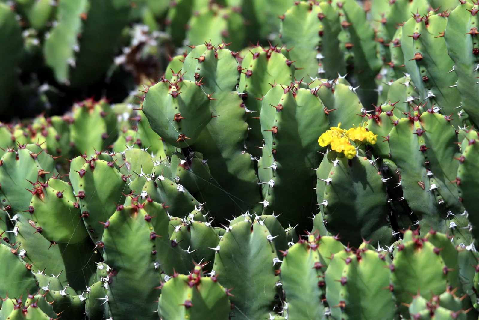 Moroccan Mound (Euphorbia Resinifera) — succulent for full or half