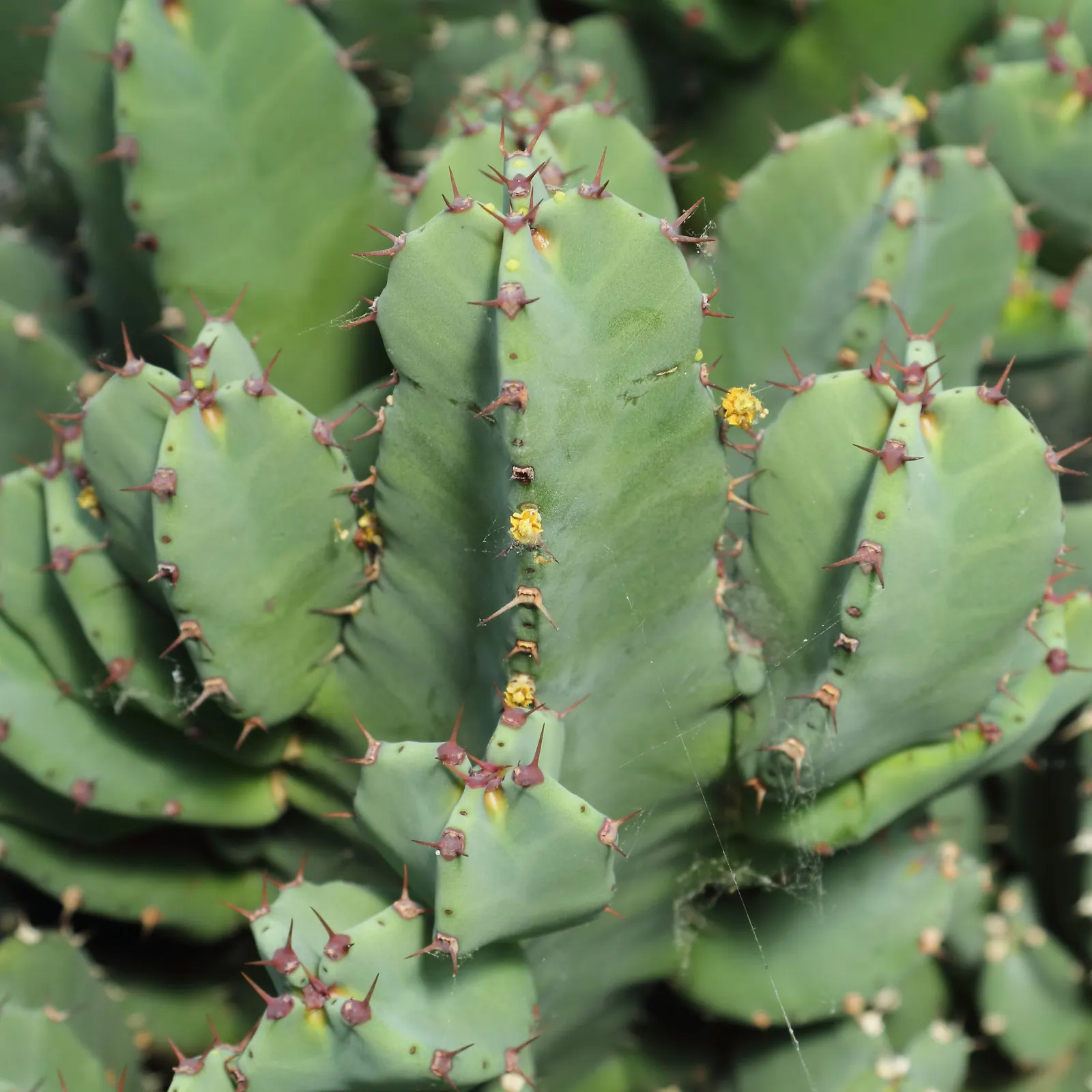 Moroccan Mound (Euphorbia Resinifera) — Handle with care, as its milky sap can irritate skin