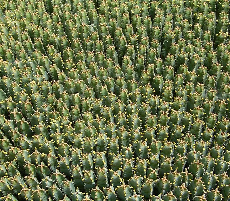 Moroccan Mound (Euphorbia Resinifera) — architectural beauty to the landscape