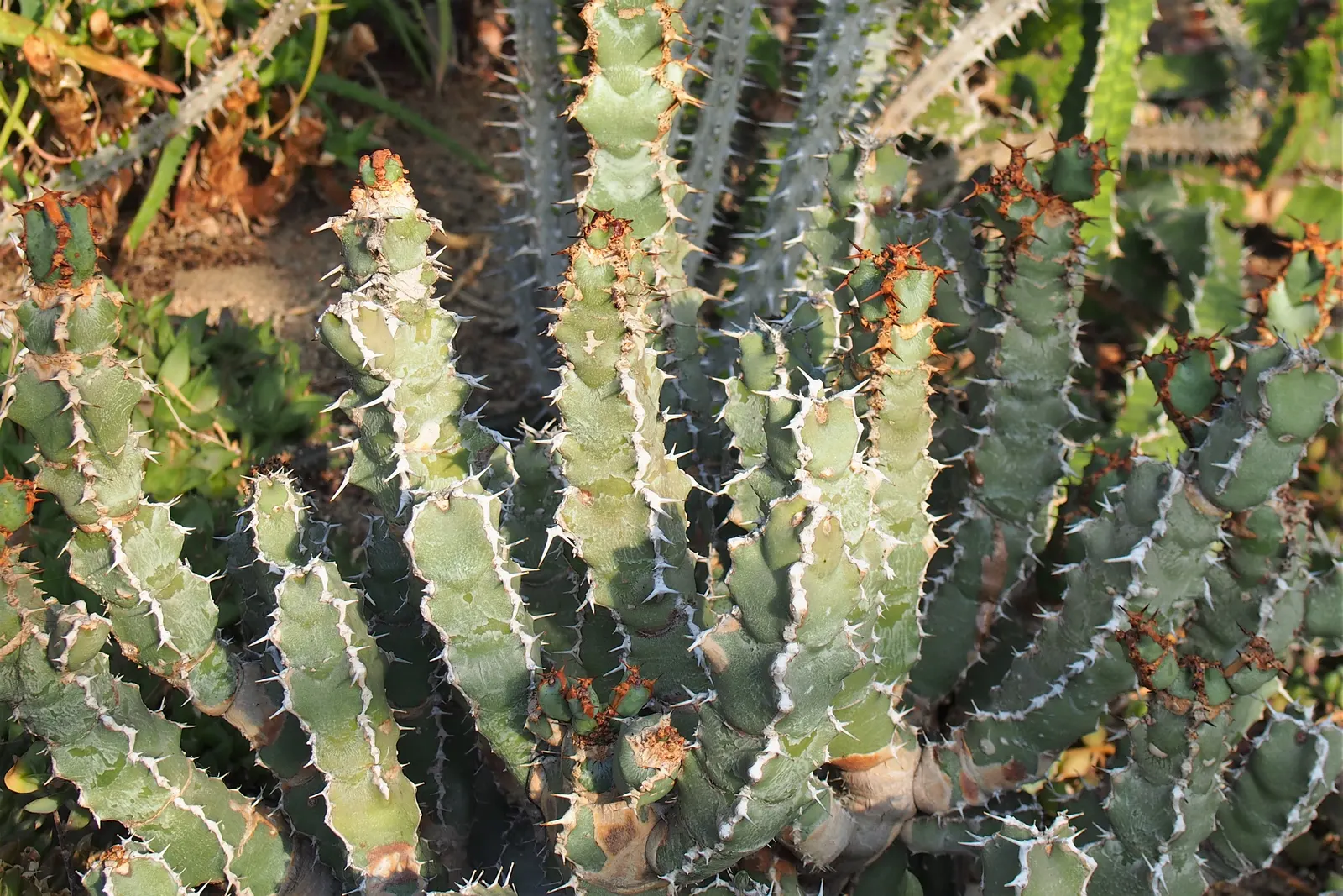 Moroccan Mound (Euphorbia Resinifera) — succulent shrub reaching up to 24 inches tall and wide; handle with care, as its milky sap can irritate skin, image 47