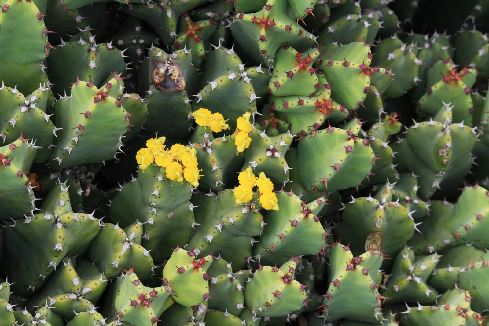 Moroccan Mound (Euphorbia Resinifera) — Moroccan Mounds can be used to create a dramatic effect