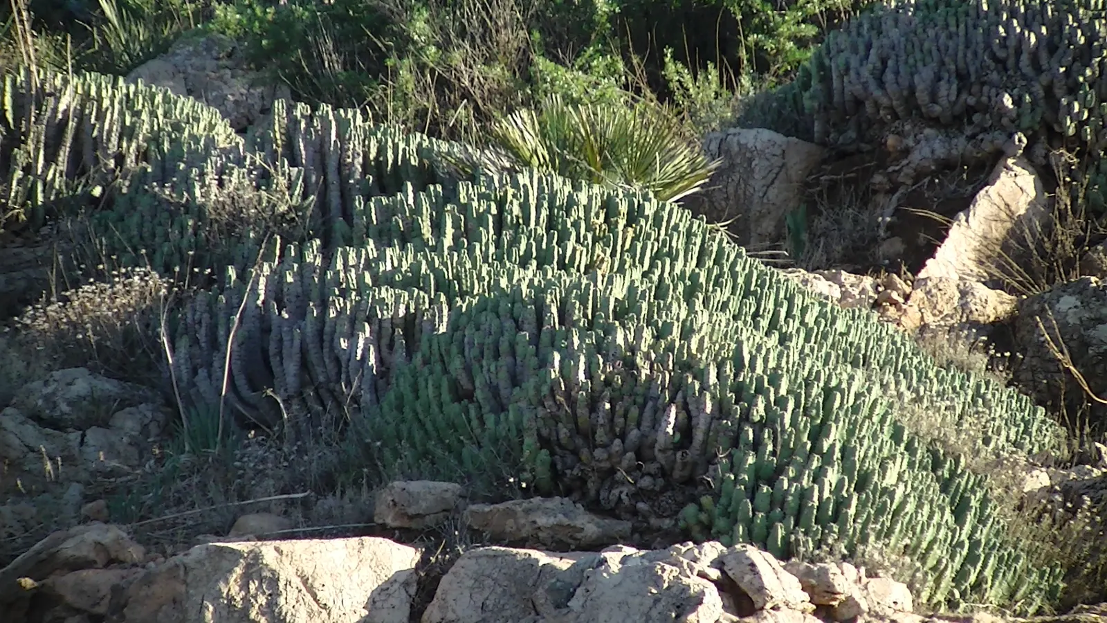 Moroccan Mound (Euphorbia Resinifera) — Ideal for rock gardens or as a striking architectural accent in arid landscapes