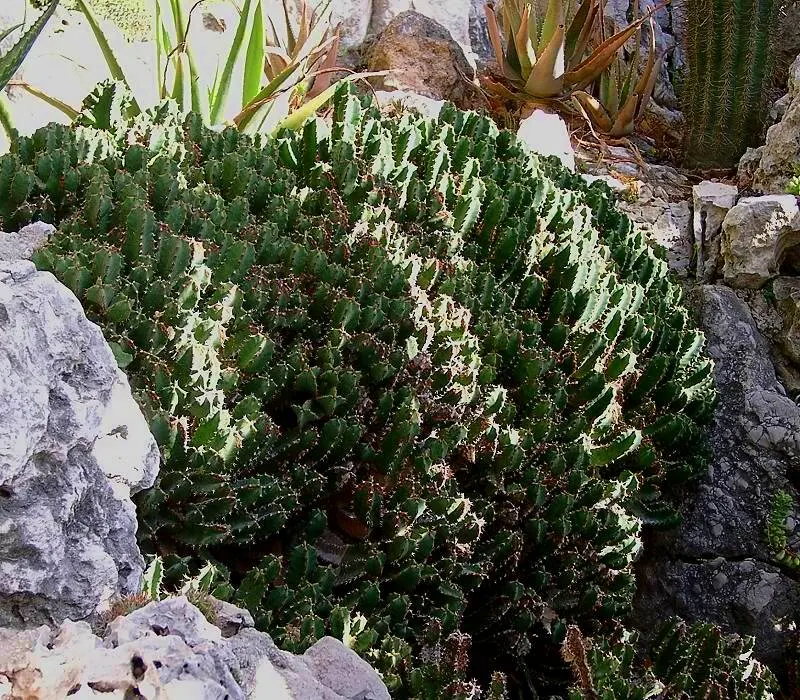 Moroccan Mound (Euphorbia Resinifera) — typically reaching heights of about 18 to 24 inches and spreading up to 36 inches wide