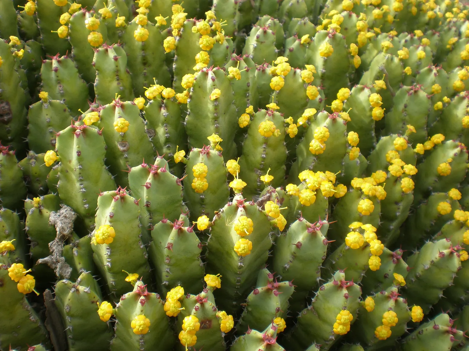 Moroccan Mound (Euphorbia Resinifera) — sharp spines that can be around 0.25 inches long; ideal for rock gardens or as a striking architectural accent in arid