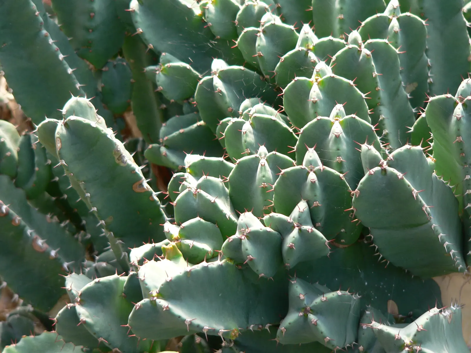 Moroccan Mound (Euphorbia Resinifera) — caution should be exercised when handling or placing in areas with heavy foot traffic