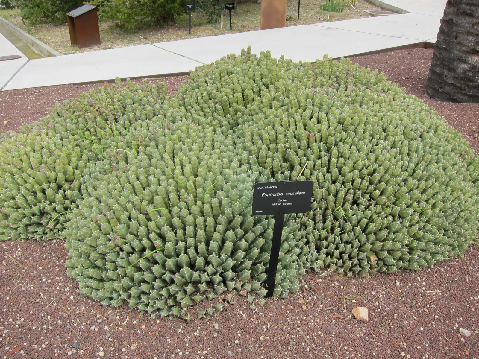 Moroccan Mound (Euphorbia Resinifera) — They serve as excellent focal points, particularly when paired with other drought-tolerant plants; perennial plant