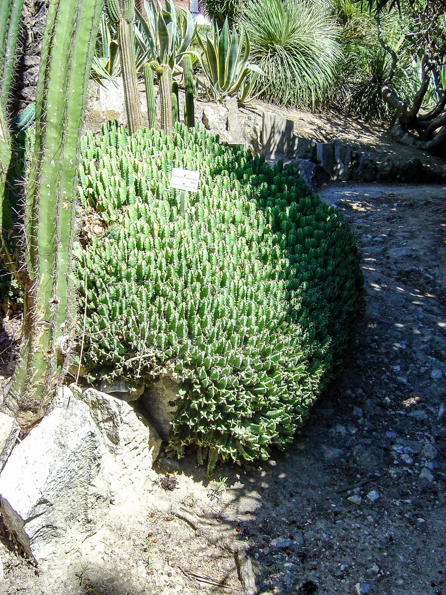 Moroccan Mound (Euphorbia Resinifera) — sculptural ground cover in any landscape design.<br><br>The Moroccan Mound is characterized by its, image 33