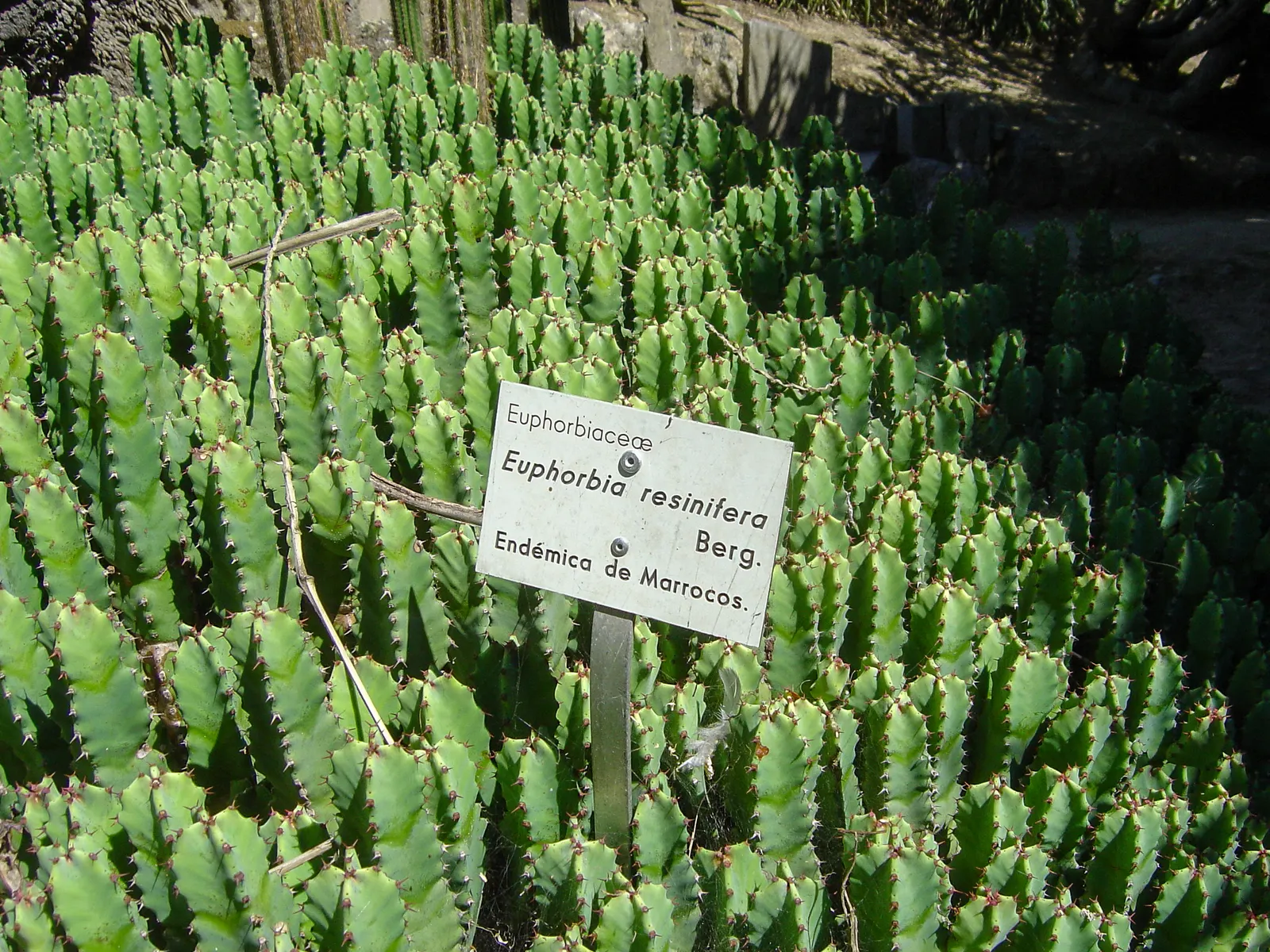 Moroccan Mound (Euphorbia Resinifera) — succulent shrub reaching up to 24 inches tall and wide