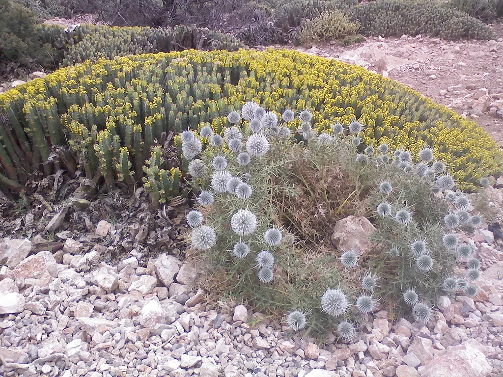 Moroccan Mound (Euphorbia Resinifera) — especially where pets and children may come into contact with it.<br><br>In your client's garden; moroccan Mounds can