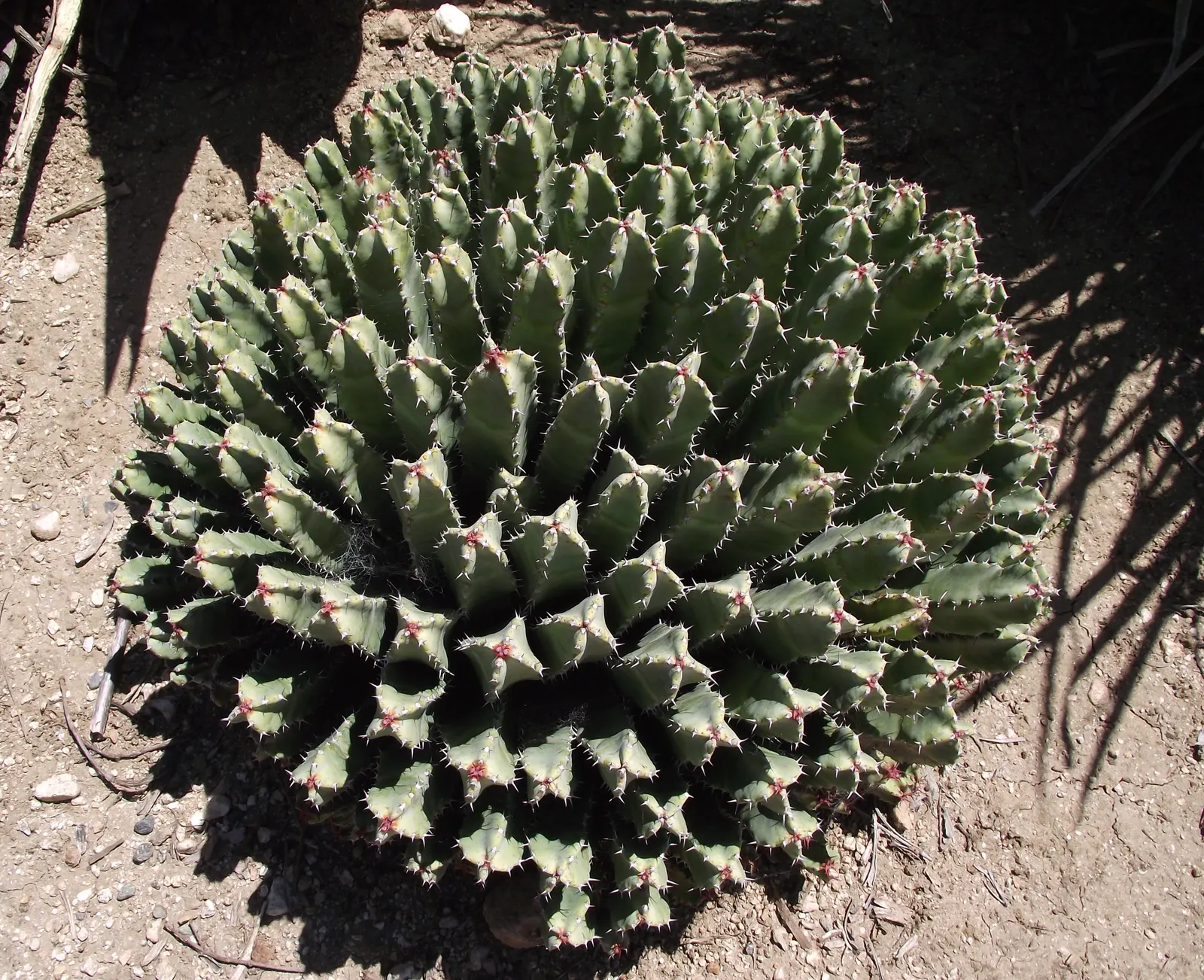 Moroccan Mound (Euphorbia Resinifera) — Maintenance is minimal, making it a practical choice for a low-care garden; preferring full sun exposure and