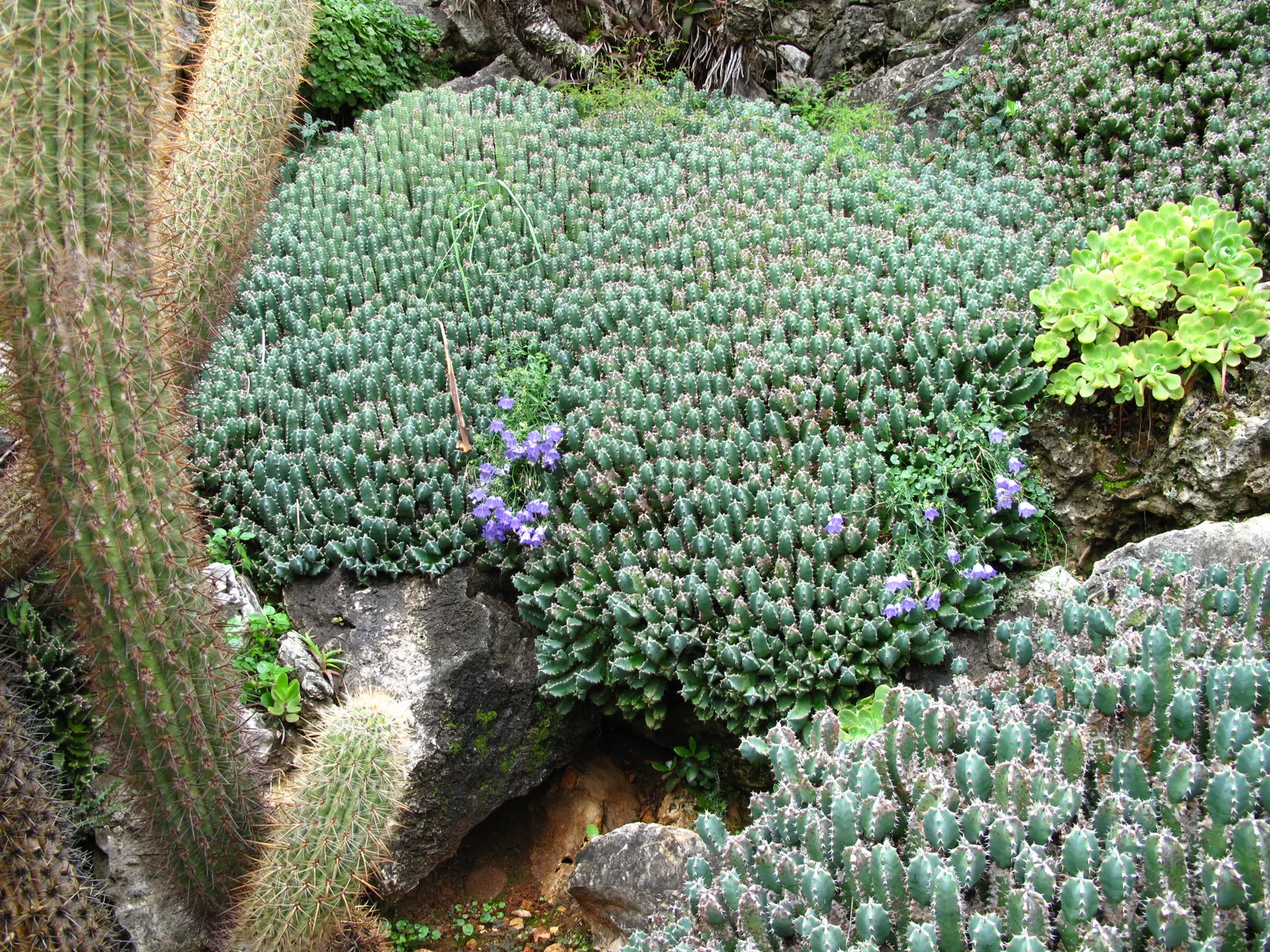 Moroccan Mound (Euphorbia Resinifera) — evergreen succulent that originates from the slopes of the Atlas Mountains in Morocco; succulent for full, image 53