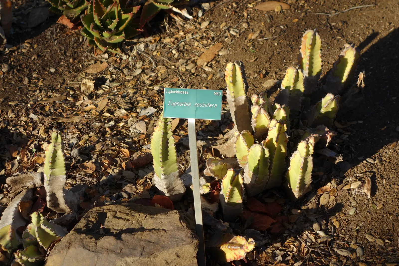 Moroccan Mound (Euphorbia Resinifera) — introducing a touch of exotic; maintenance is minimal, making it a practical choice for a low-care garden