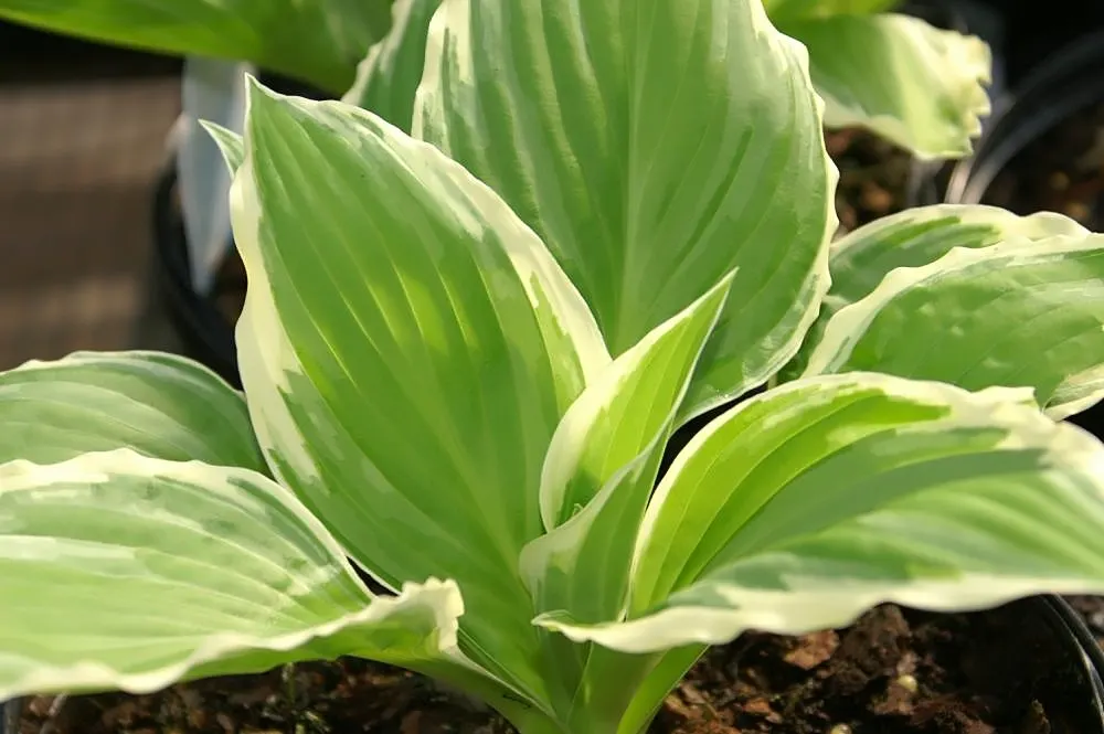 Albomarginata Hosta (Hosta 'Undulata Albo-Marginata') — it blooms with delicate pale lavender flowers