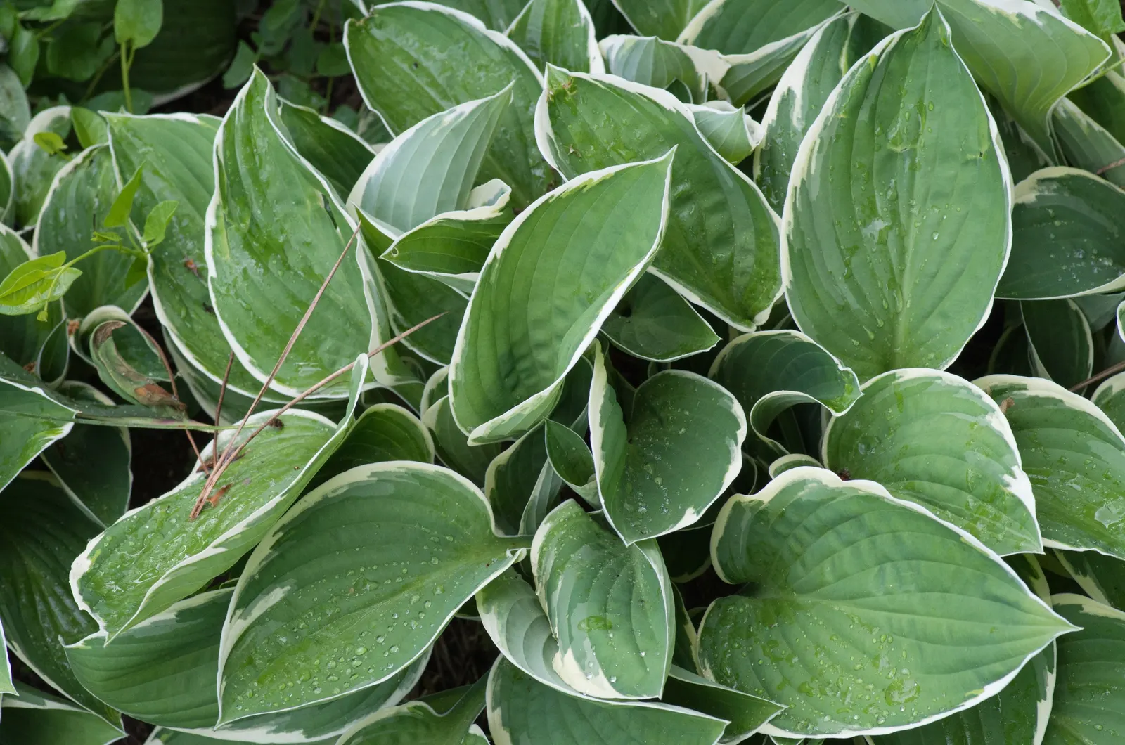 Albomarginata Hosta (Hosta 'Undulata Albo-Marginata') — preferring part to full shade conditions
