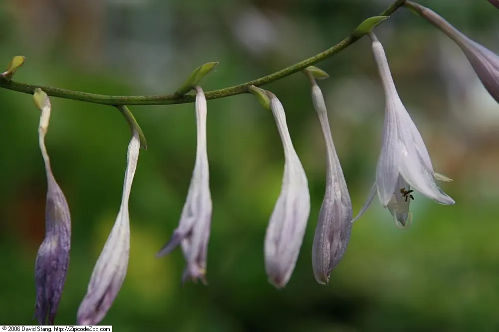 Albomarginata Hosta (Hosta 'Undulata Albo-Marginata') — with a lush green center flanked by creamy white edges