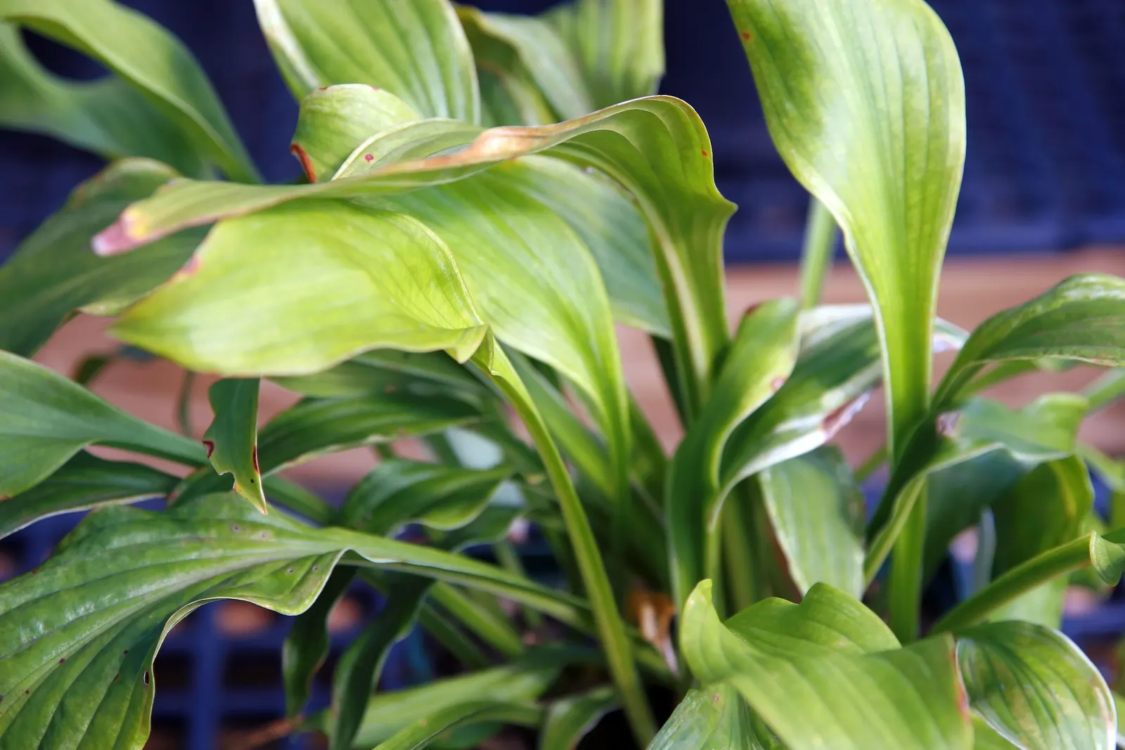 Albomarginata Hosta (Hosta 'Undulata Albo-Marginata') — the Albomarginata Hosta fills in garden spaces gracefully without overtaking neighboring plants