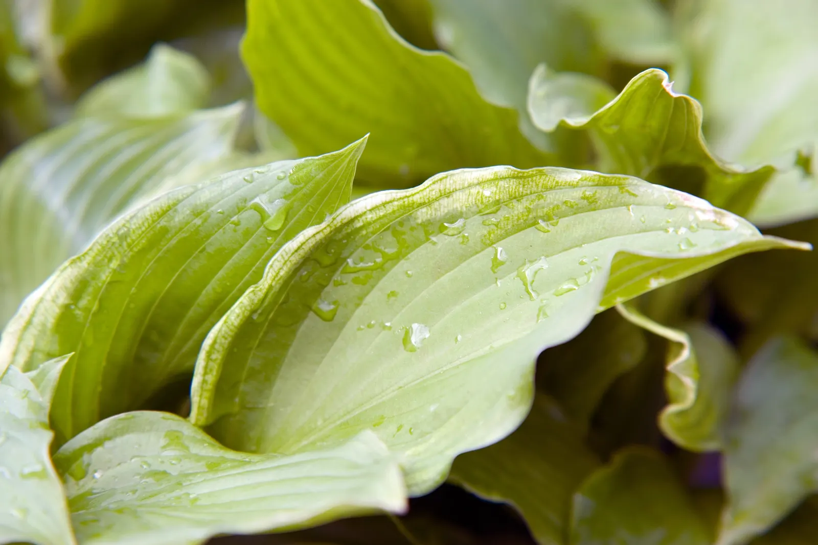 Albomarginata Hosta (Hosta 'Undulata Albo-Marginata') — Leaves are rich green with undulating, pure white edges, providing vivid contrast