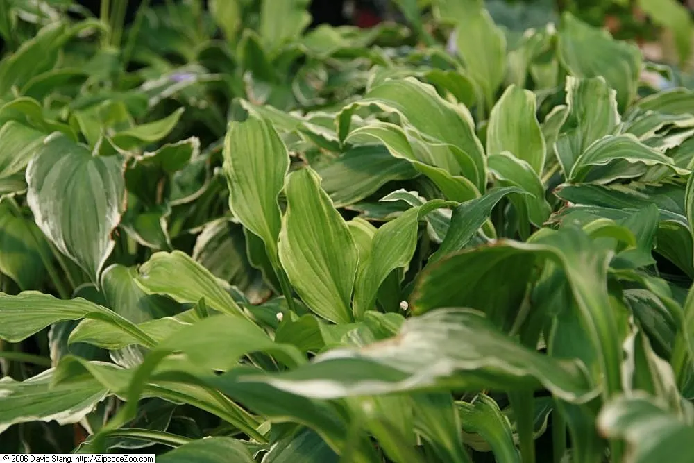 Albomarginata Hosta (Hosta 'Undulata Albo-Marginata') — Reaching approximately 18 inches in height and spreading up to 36 inches in width