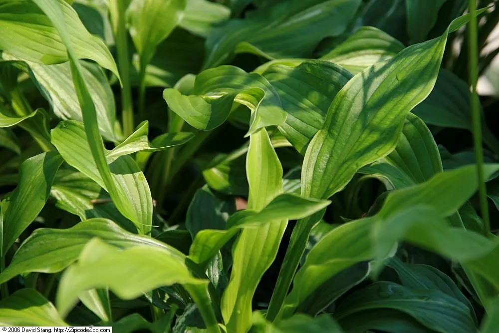 Albomarginata Hosta (Hosta 'Undulata Albo-Marginata') — aesthetic to any landscape design