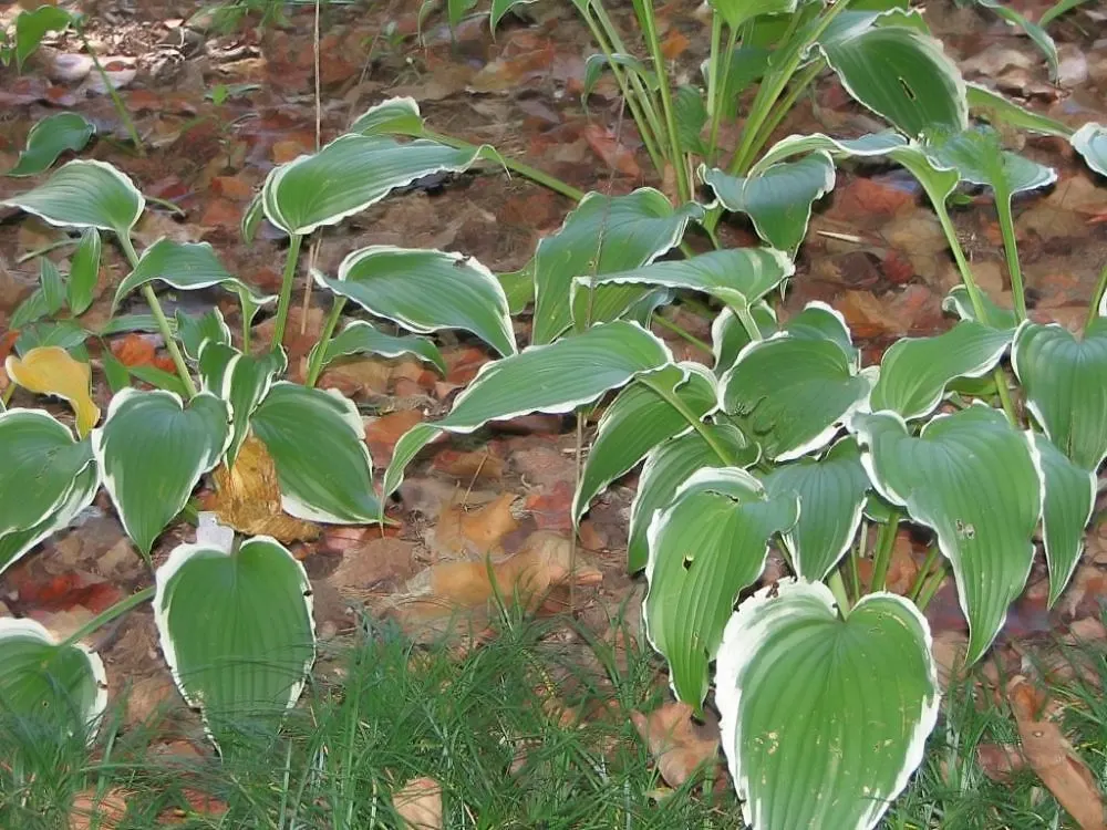 Albomarginata Hosta (Hosta 'Undulata Albo-Marginata') — Ideal beneath the dappled light of trees or in the shadow of buildings