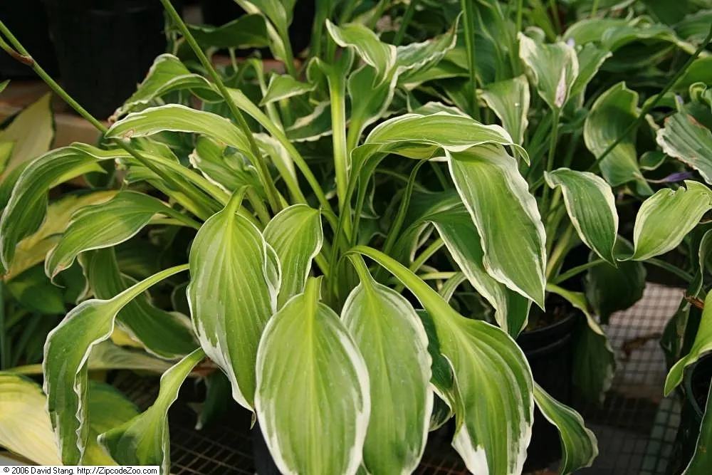 Albomarginata Hosta (Hosta 'Undulata Albo-Marginata') — is a captivating perennial that brings a refreshing verdancy to any garden design