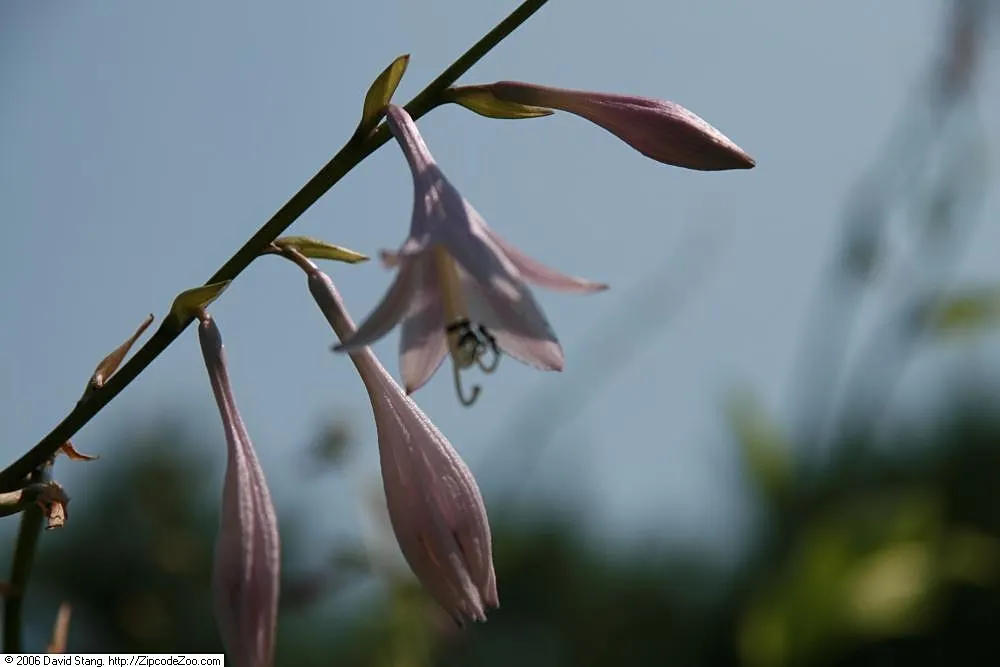 Albomarginata Hosta (Hosta 'Undulata Albo-Marginata') — purple flowers in the garden
