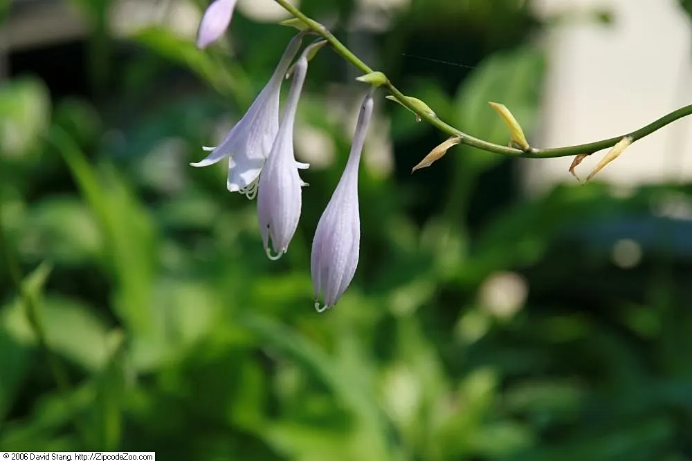 Albomarginata Hosta (Hosta 'Undulata Albo-Marginata') — perennial with purple blooms
