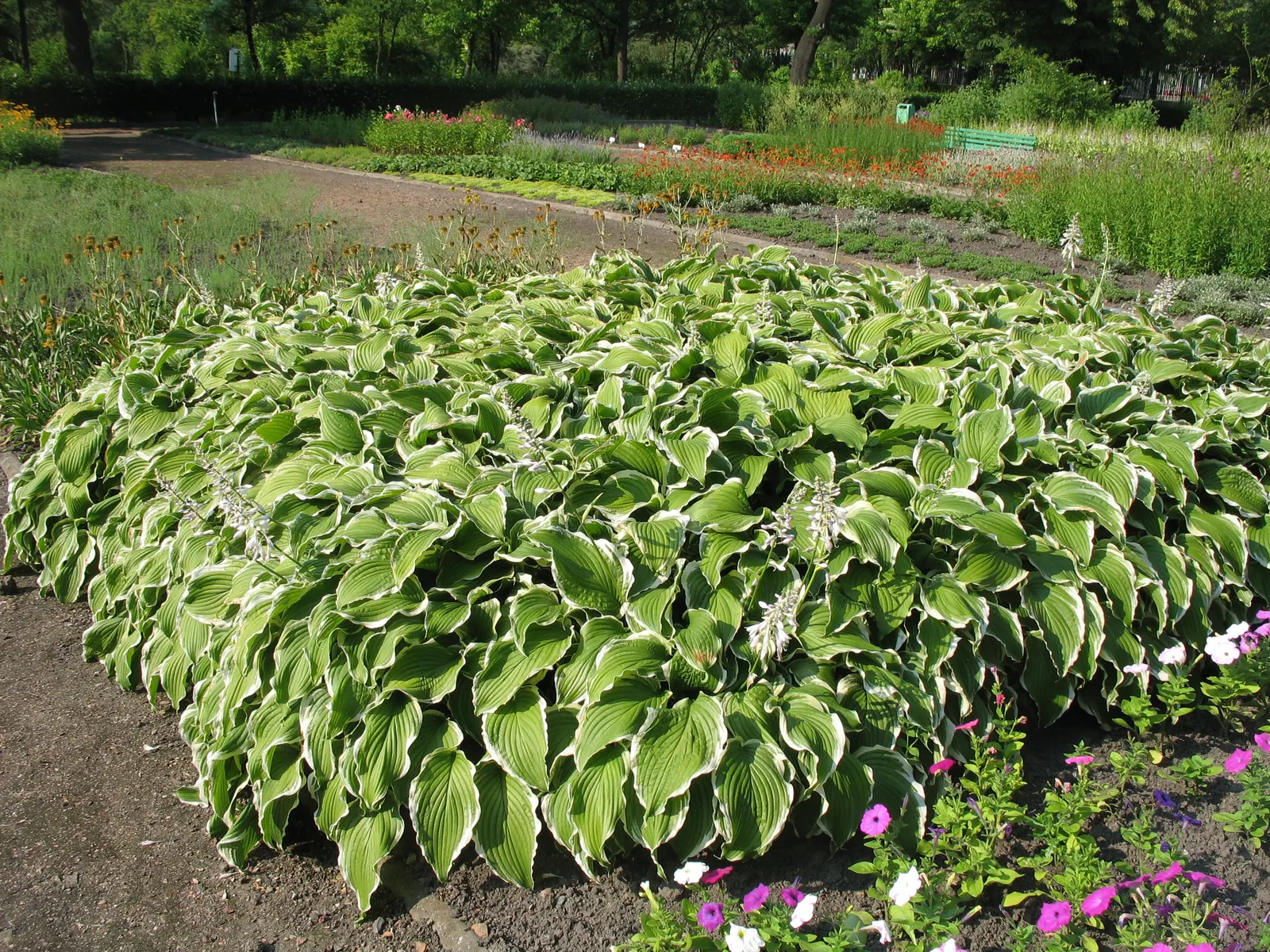 Albomarginata Hosta (Hosta 'Undulata Albo-Marginata') — it is an excellent choice for novice and experienced gardeners alike