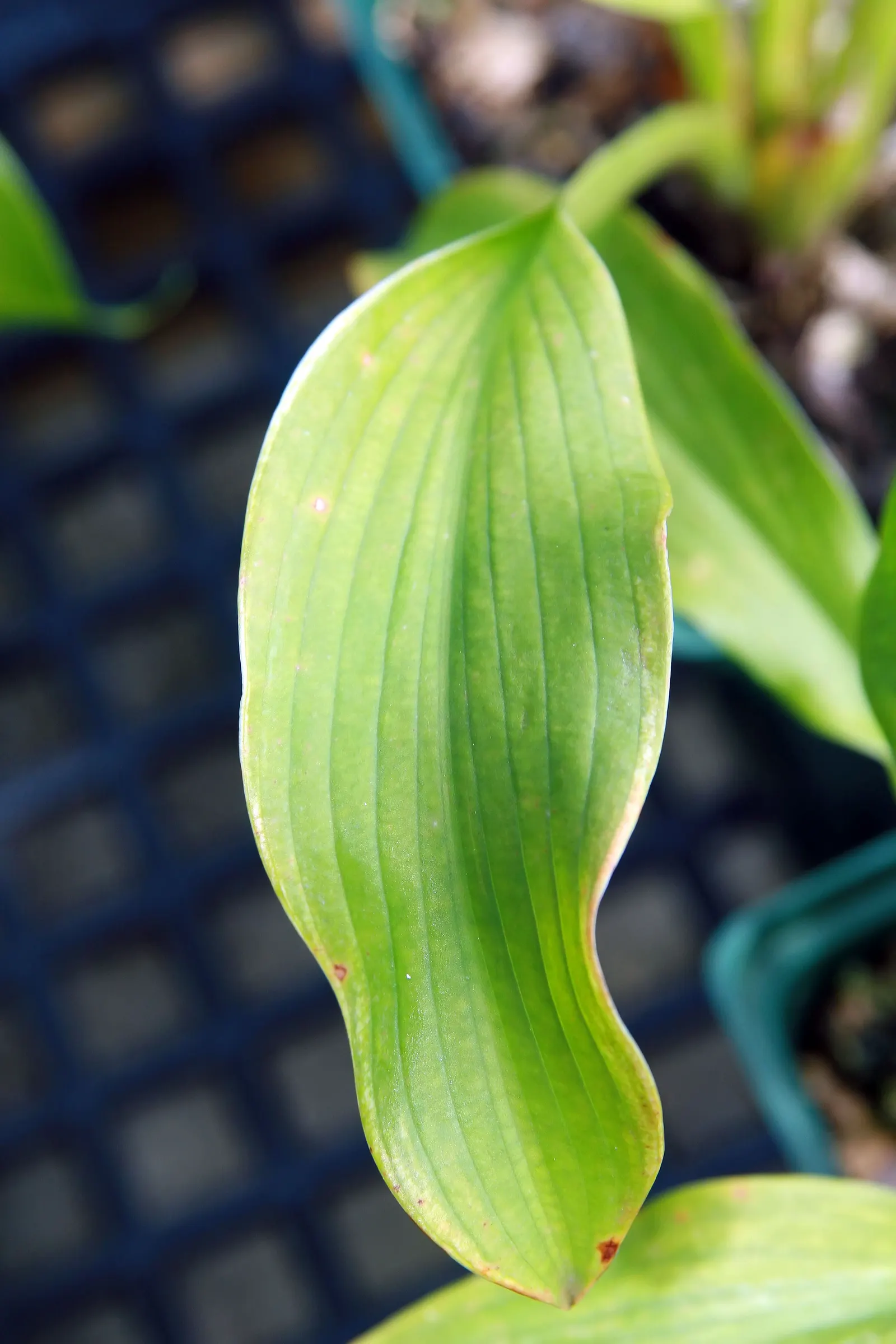 Albomarginata Hosta (Hosta 'Undulata Albo-Marginata') — is renowned for its striking foliage