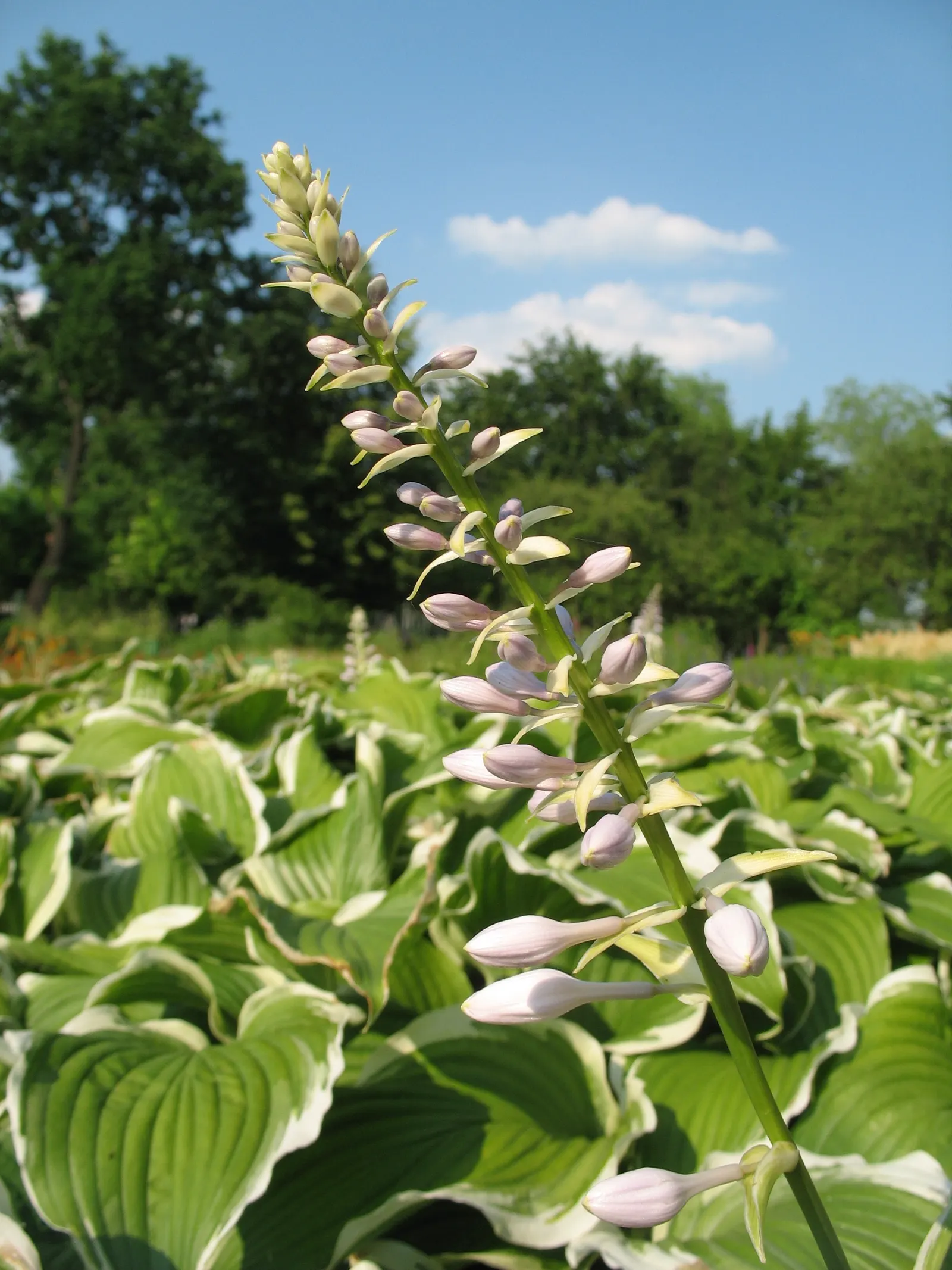 Albomarginata Hosta (Hosta 'Undulata Albo-Marginata') — As a low-maintenance plant with relatively few pest issues