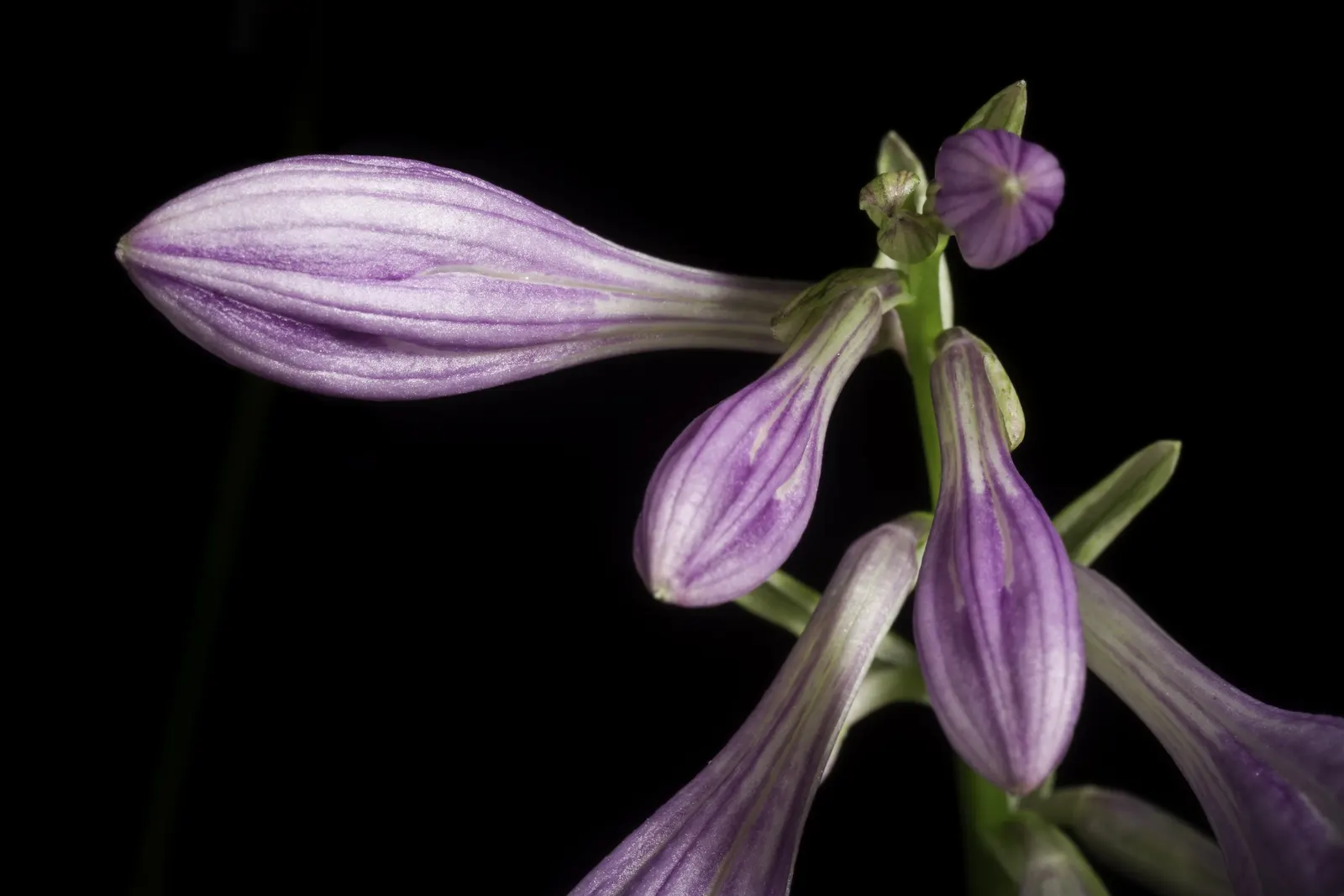 Albomarginata Hosta (Hosta 'Undulata Albo-Marginata') — it requires well-drained soil with consistent moisture