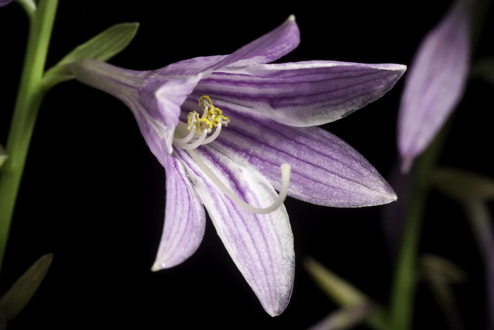 Albomarginata Hosta (Hosta 'Undulata Albo-Marginata') — it also bears delicate lavender flowers in midsummer