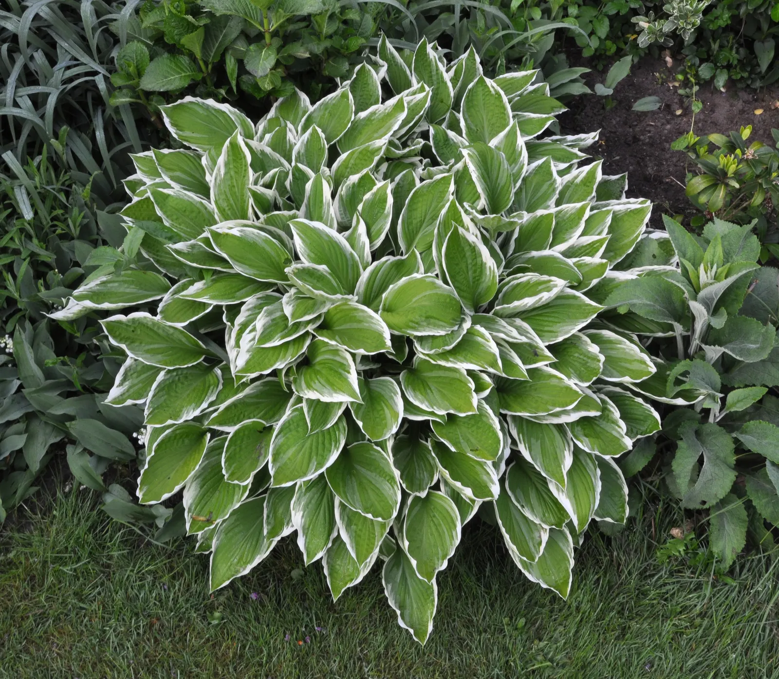 Albomarginata Hosta (Hosta 'Undulata Albo-Marginata') — also recognized as Hosta 'Undulata Albo-marginata'