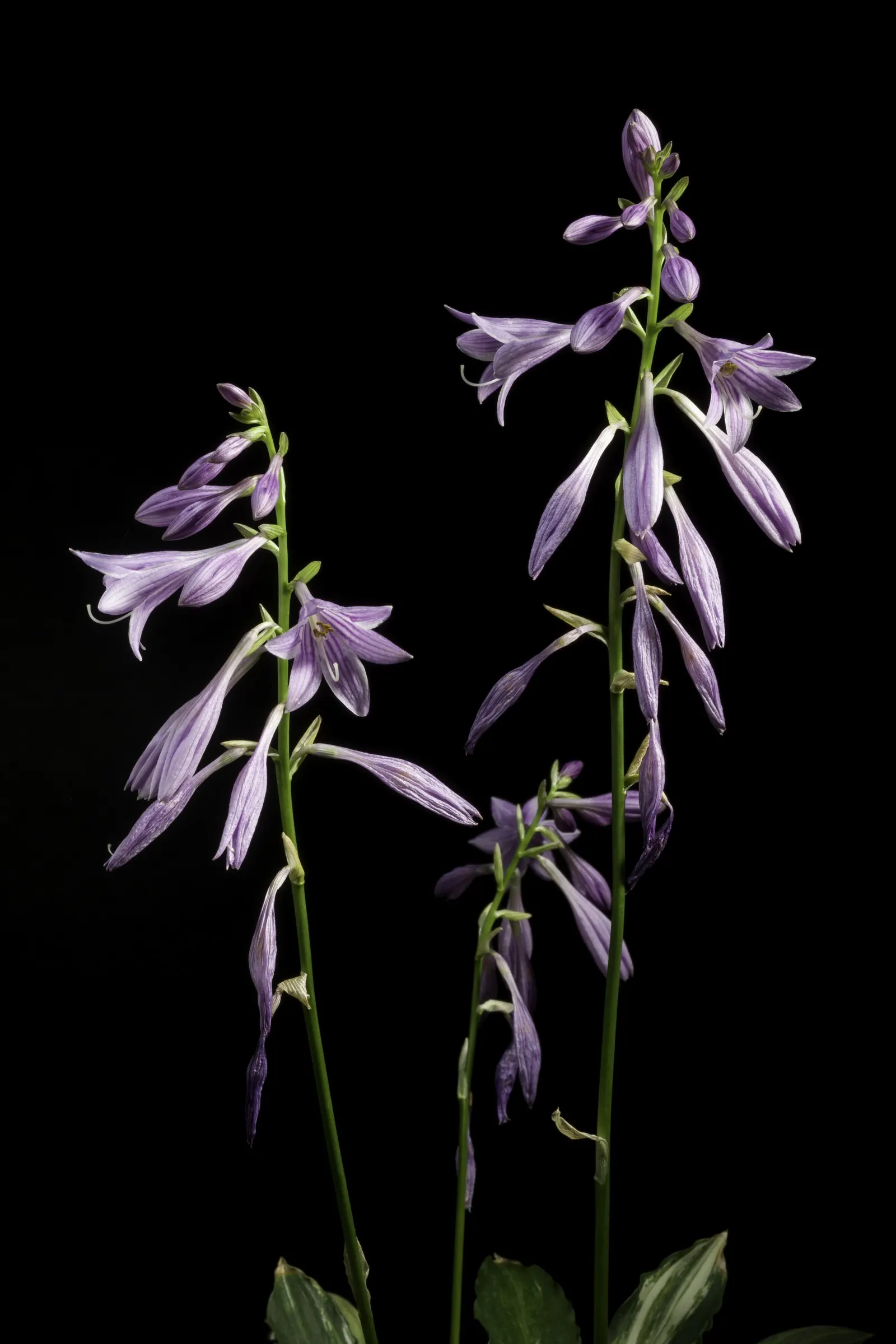 Albomarginata Hosta (Hosta 'Undulata Albo-Marginata') — reaching a mature height of roughly 12 to 18 inches with a spread of 24 to 36 inches