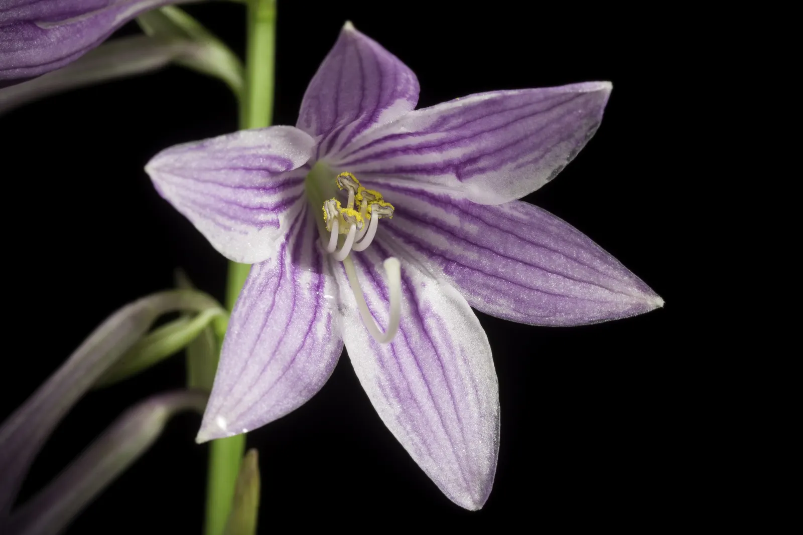 Albomarginata Hosta (Hosta 'Undulata Albo-Marginata') — Ideal for shaded areas, it thrives in moist, well-drained soil